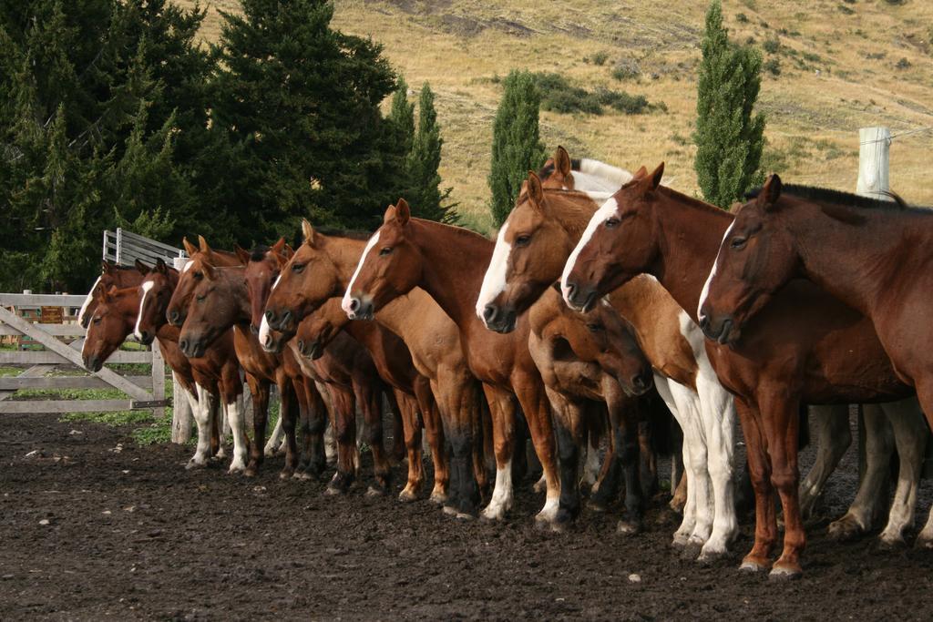 Estancia Nibepo Aike Colonia Francisco Perito Moreno エクステリア 写真